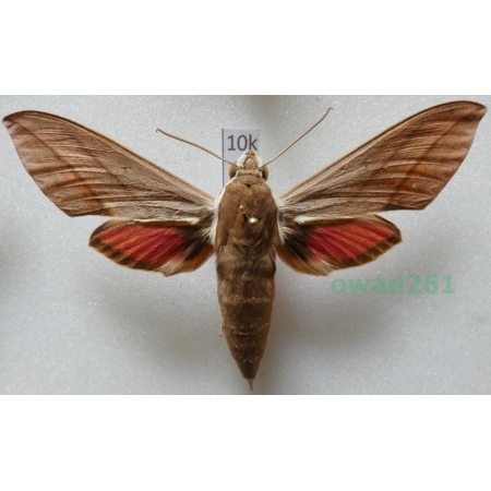 Theretra alecto (Linnaeus, 1758) ex. ovo Greece, Rhodes10k